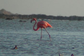 flamingo1_2a.jpg